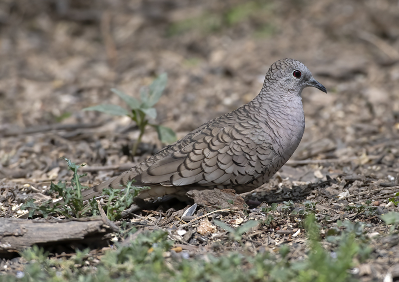 Inca_Dove_19_TX_006
