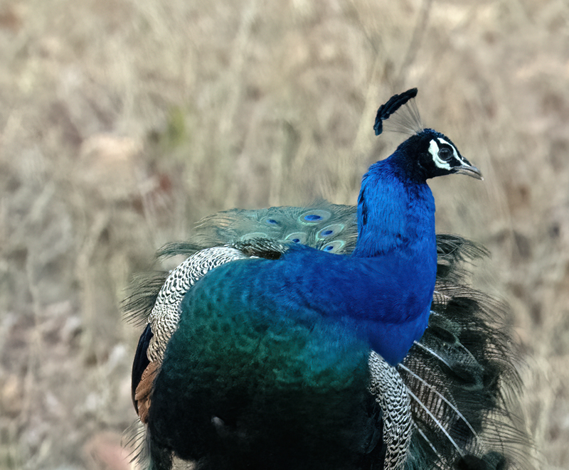 Indian_Peafowl_25_India_007