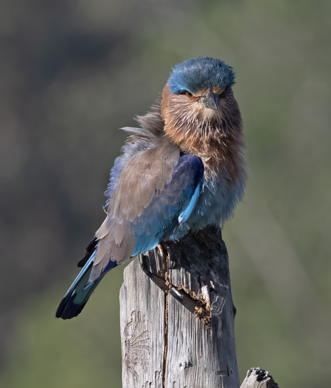 Indian_Roller_25_India_003