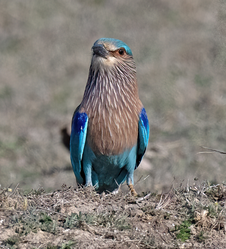 Indian_Roller_25_India_018