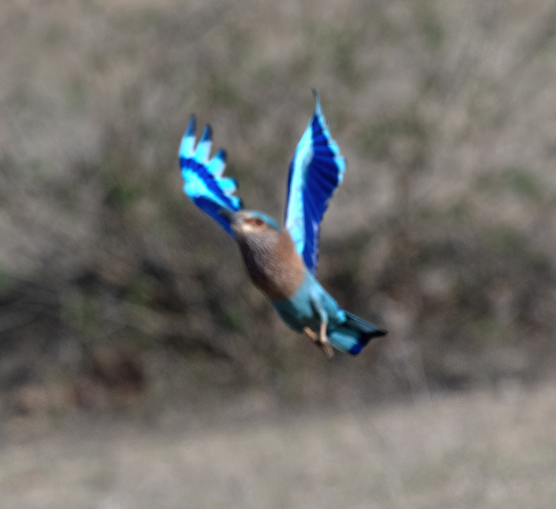 Indian_Roller_25_India_019