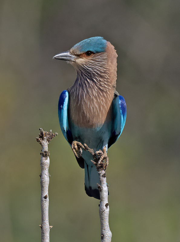 Indian_Roller_25_India_024