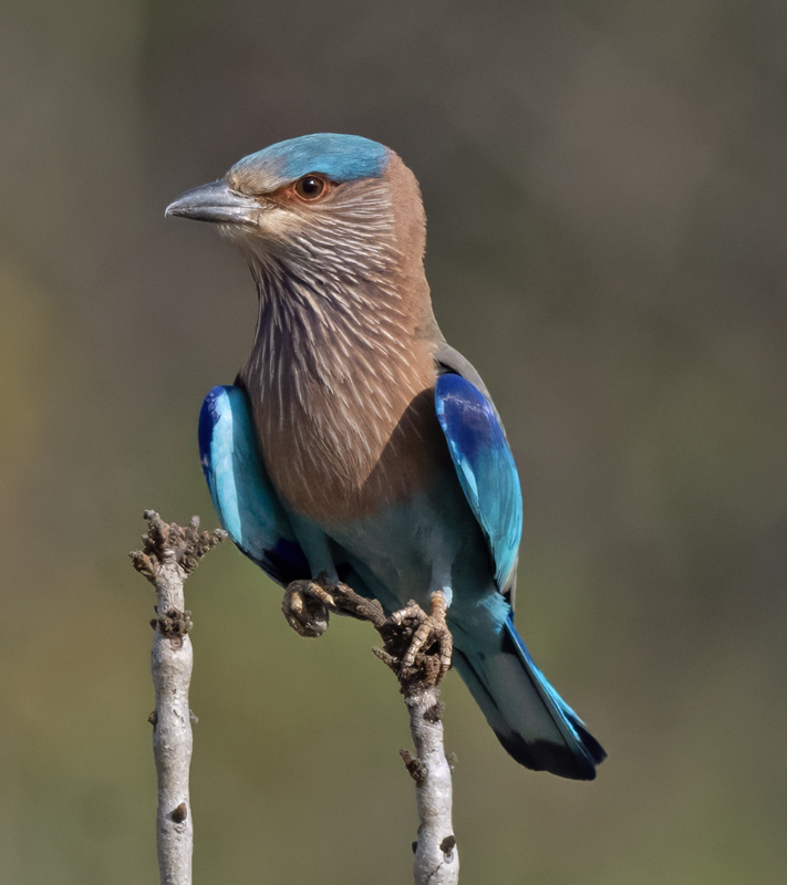 Indian_Roller_25_India_028
