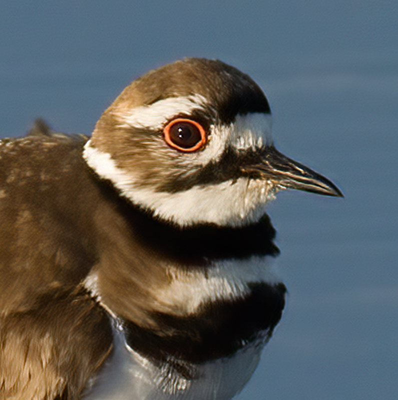 Killdeer_08_FL_016