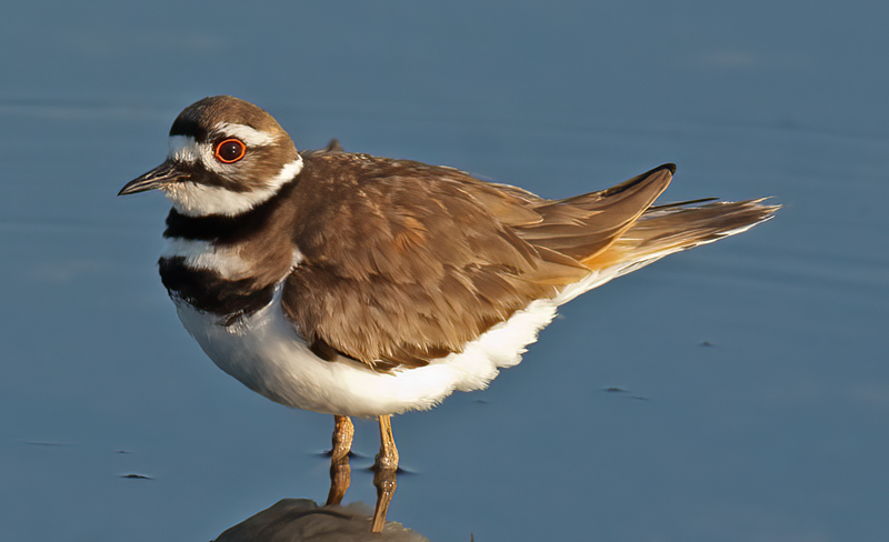 Killdeer_08_FL_016a