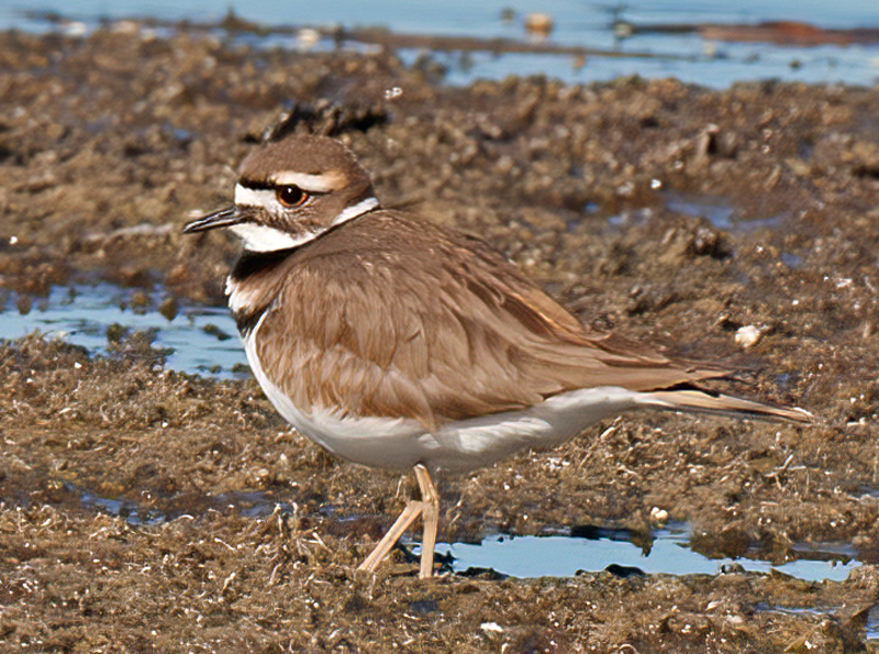 Killdeer_11_FL_024
