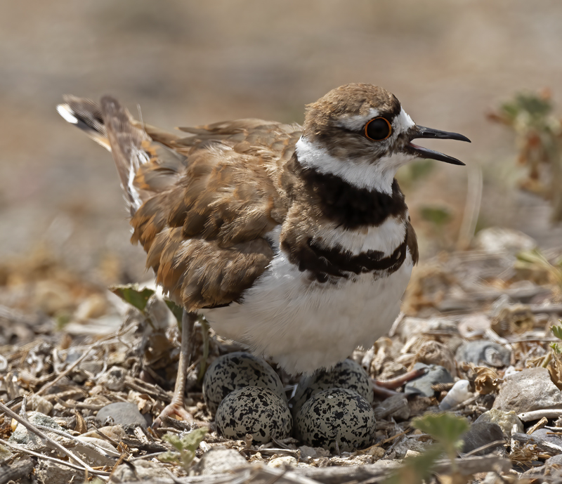 Killdeer_21_CA_014