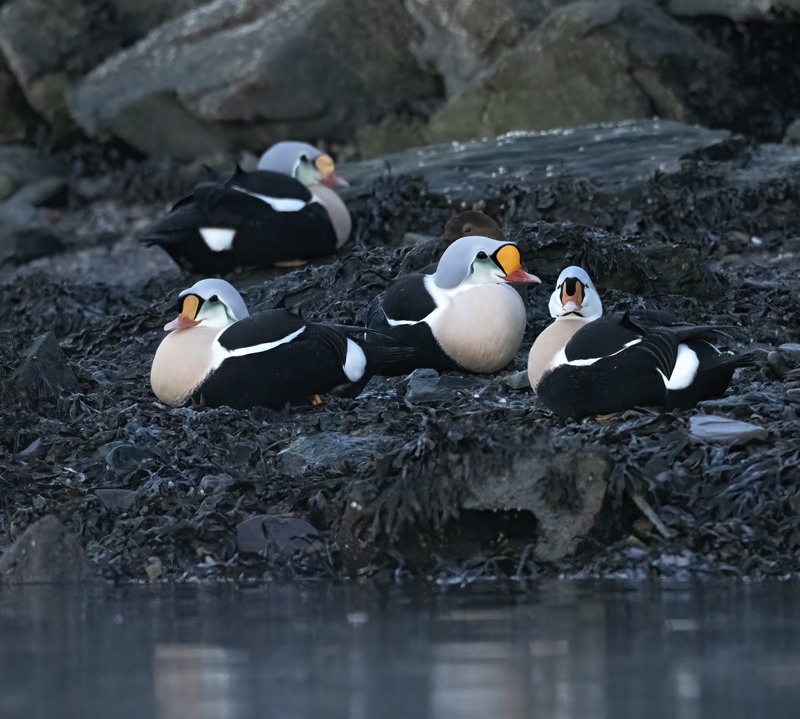 King_Eider_23_Norway_012