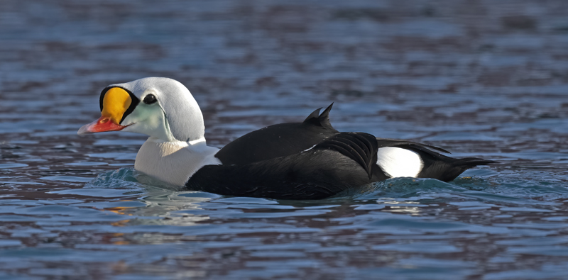 King_Eider_23_Norway_296