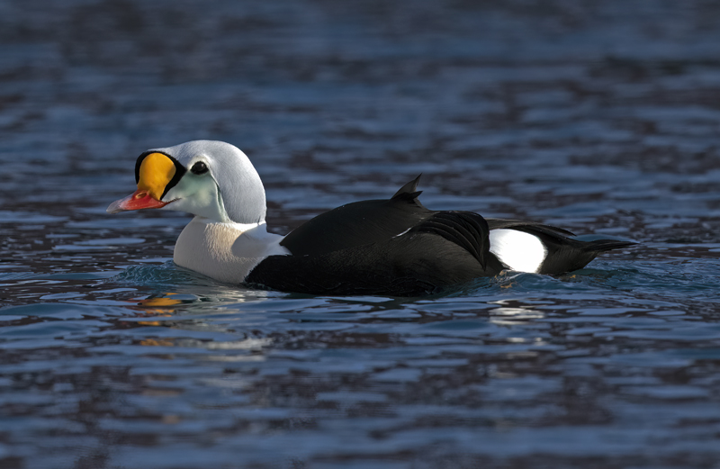 King_Eider_23_Norway_299
