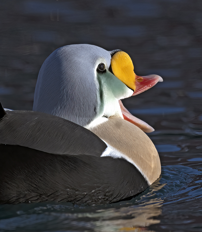 King_Eider_23_Norway_304b