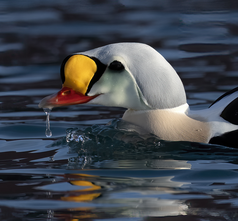King_Eider_23_Norway_322