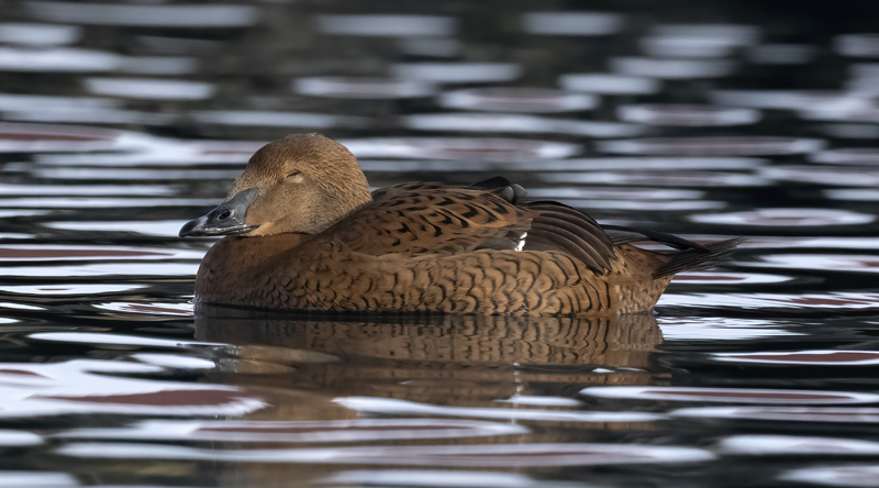 King_Eider_23_Norway_405