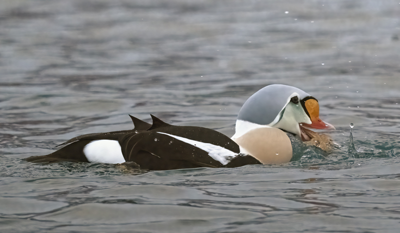 King_Eider_23_Norway_515