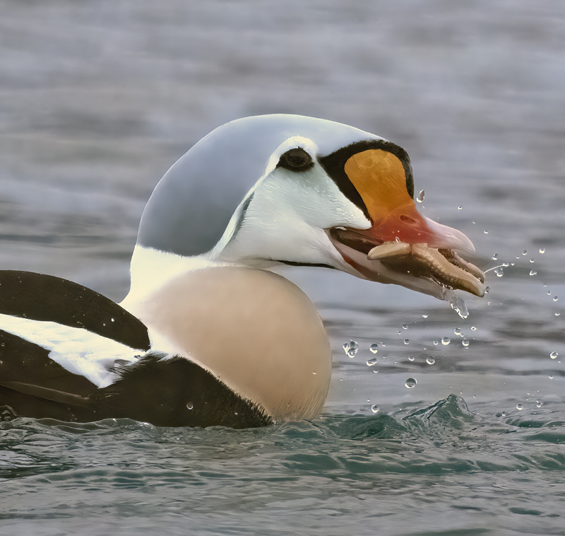 King_Eider_23_Norway_516a