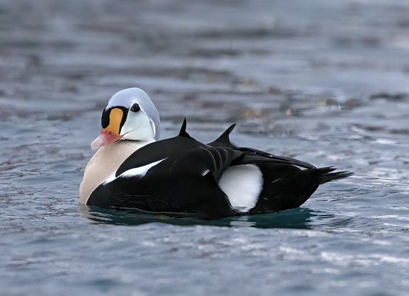King_Eider_23_Norway_653