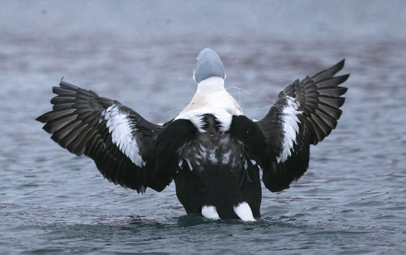 King_Eider_23_Norway_708