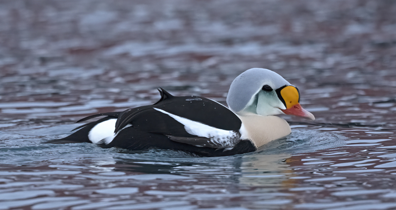 King_Eider_23_Norway_728