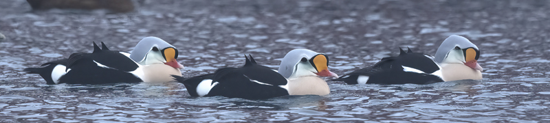 King_Eider_23_Norway_761