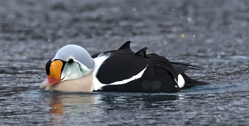 King_Eider_23_Norway_774