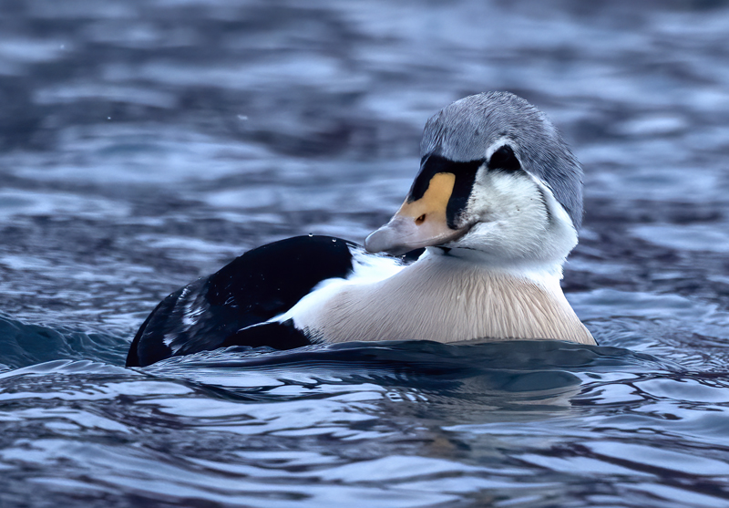 King_Eider_23_Norway_849
