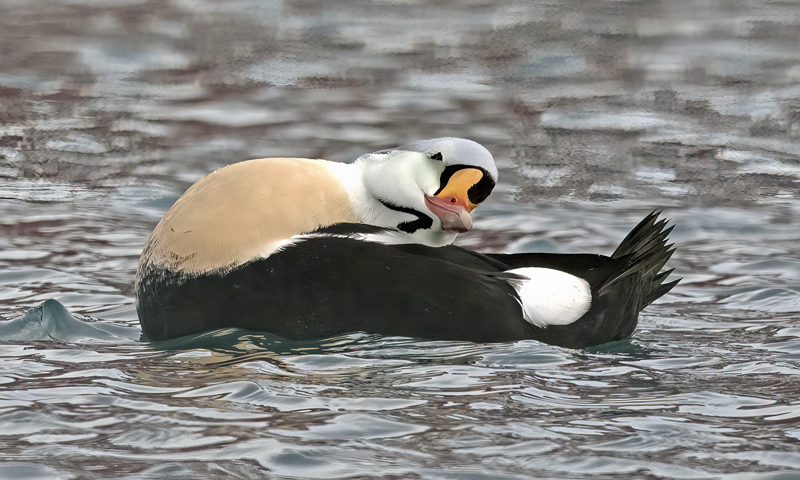 King_Eider_23_Norway_856