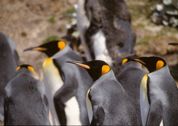 King_Penguin_98_Falklands_011