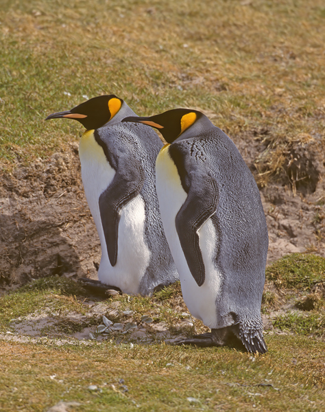King_Penguin_98_Falklands_018