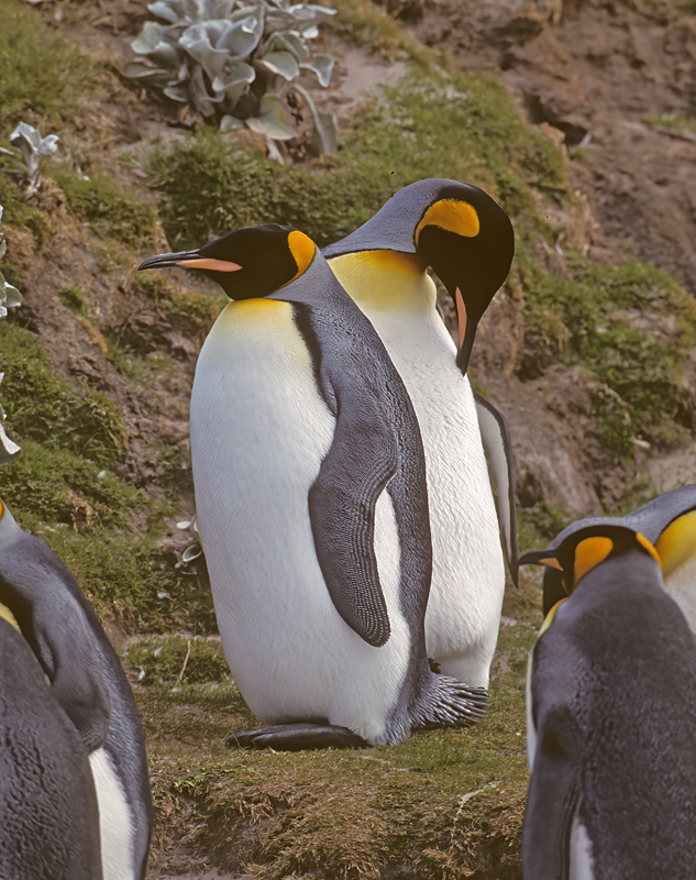 King_Penguin_98_Falklands_023