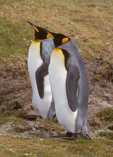 King_Penguin_98_Falklands_025
