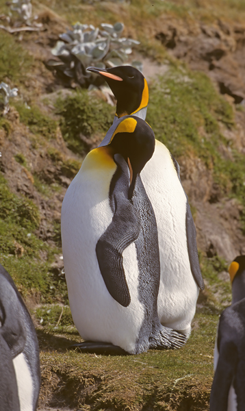 King_Penguin_98_Falklands_028