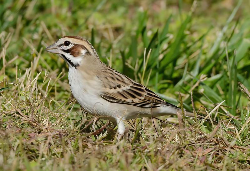 Lark_Sparrow_11_CA_021