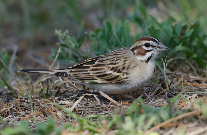 Lark_Sparrow_11_FL_048