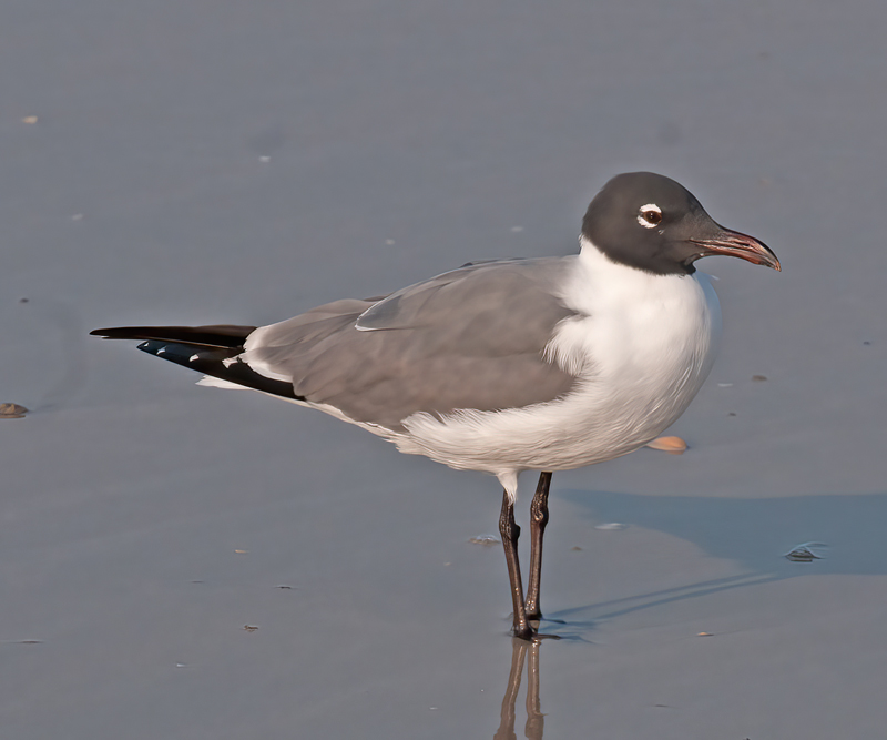 Laughing_Gull_09_FL_018