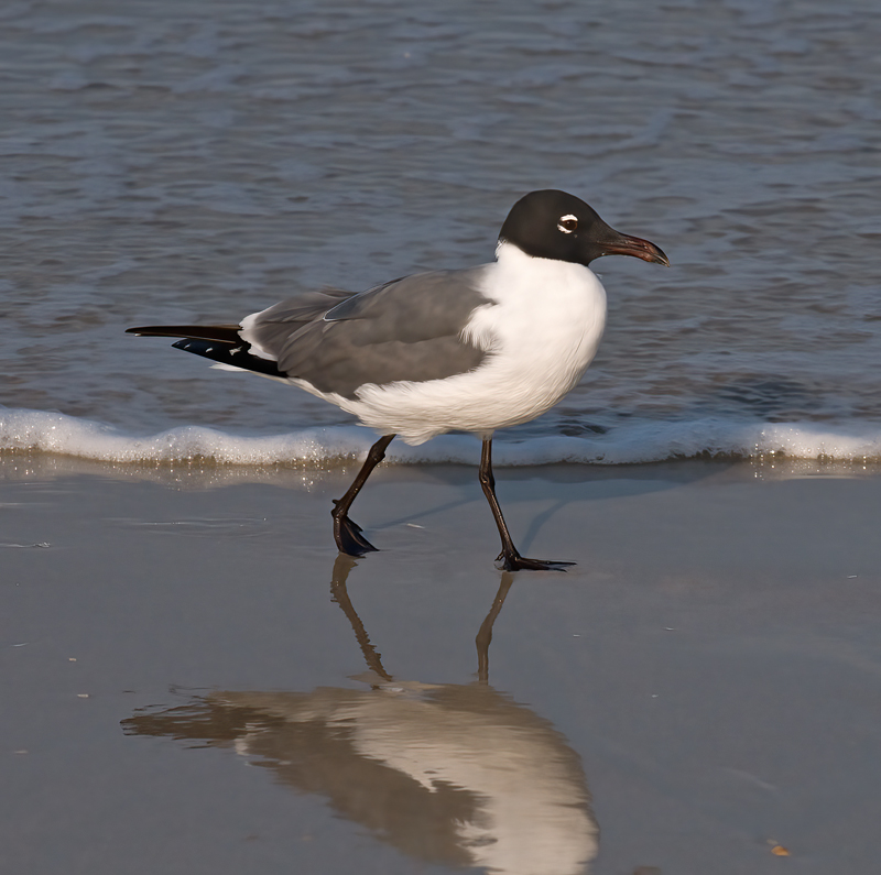 Laughing_Gull_09_FL_025