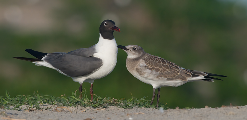 Laughing_Gull_09_FL_073