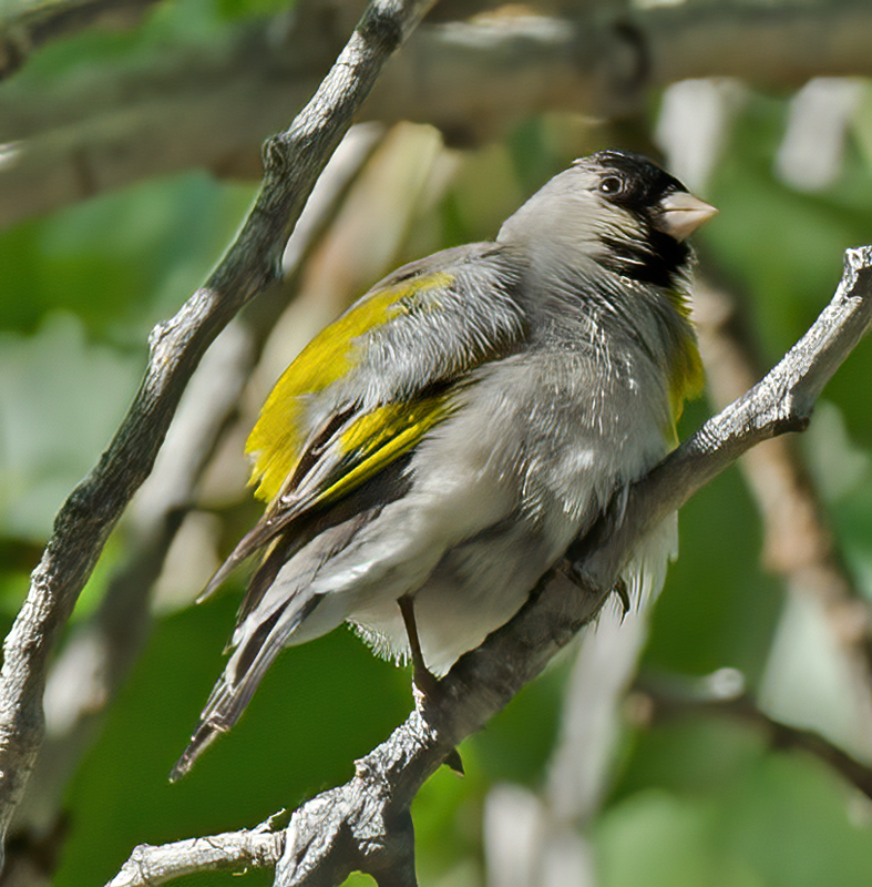 Lawrences_Goldfinch_13_CA_005