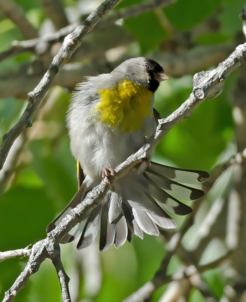 Lawrences_Goldfinch_13_CA_011