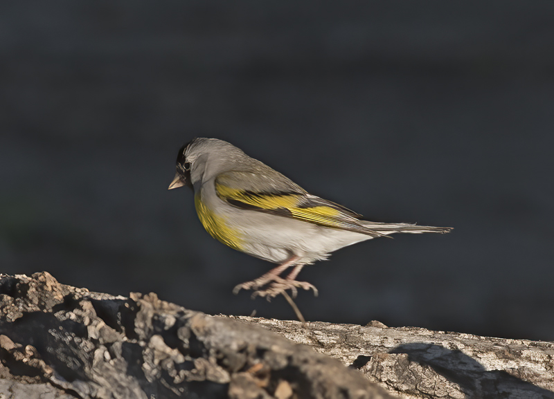 Lawrences_Goldfinch_16_CA_004