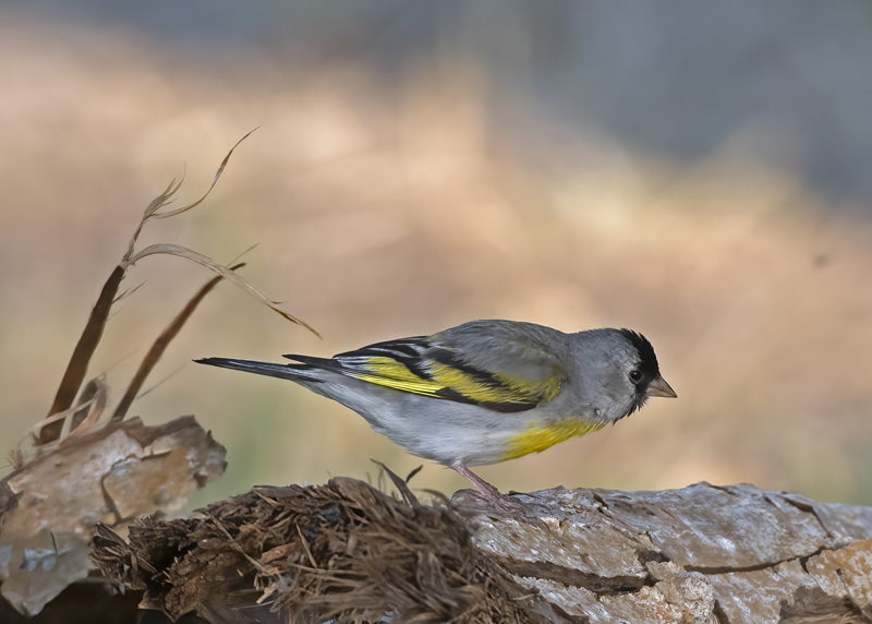 Lawrences_Goldfinch_16_CA_011