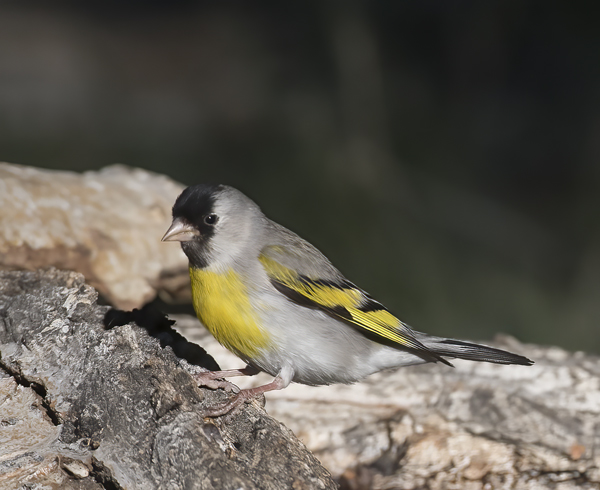 Lawrences_Goldfinch_16_CA_012