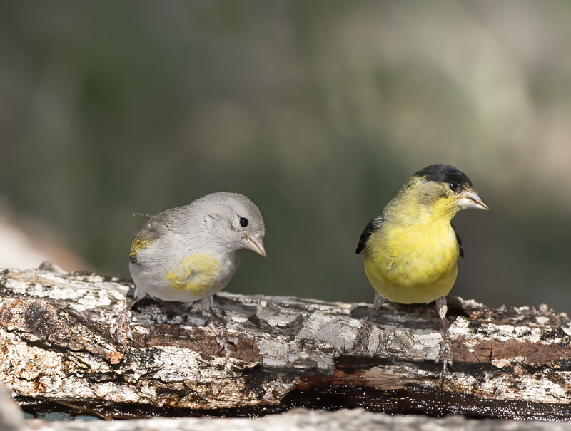 Lawrences_Goldfinch_16_CA_023
