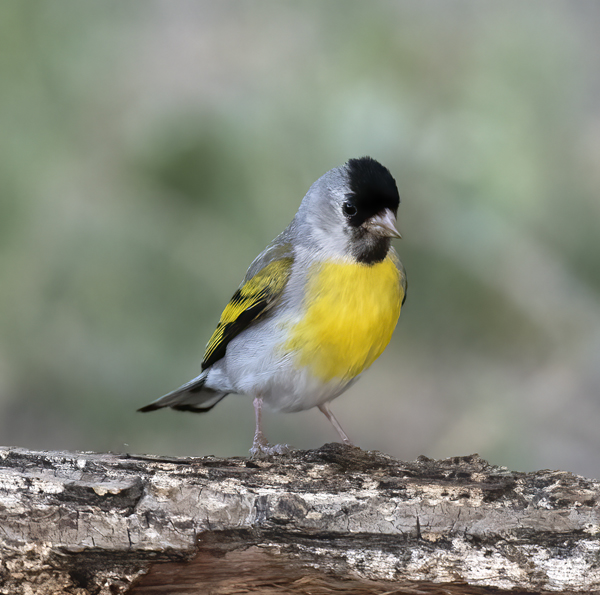Lawrences_Goldfinch_16_CA_046