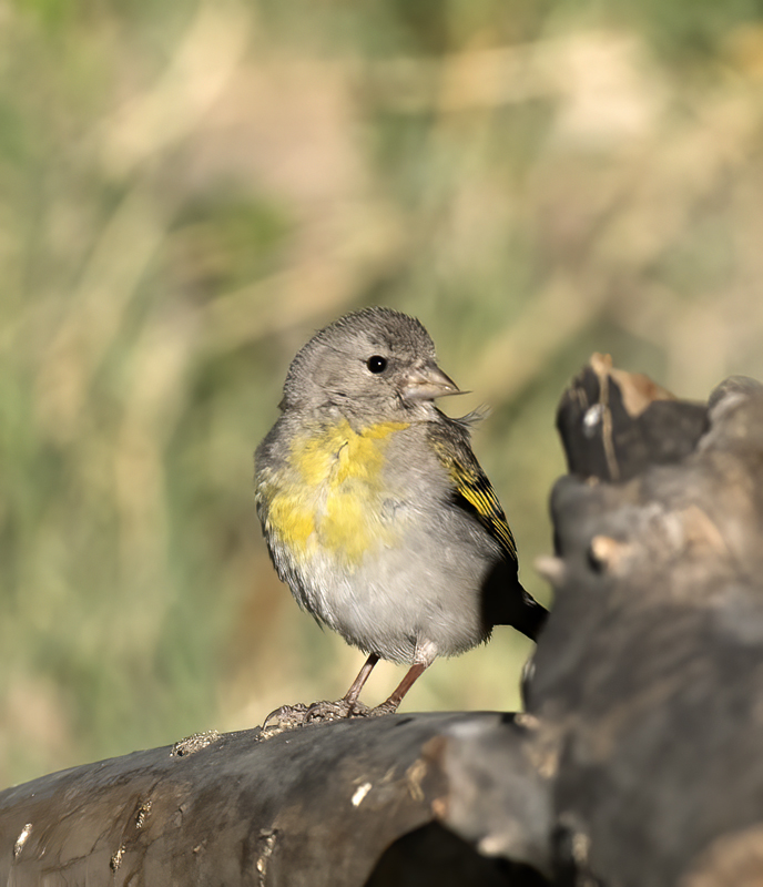 Lawrences_Goldfinch_16_CA_050