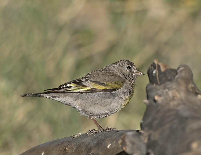 Lawrences_Goldfinch_16_CA_052