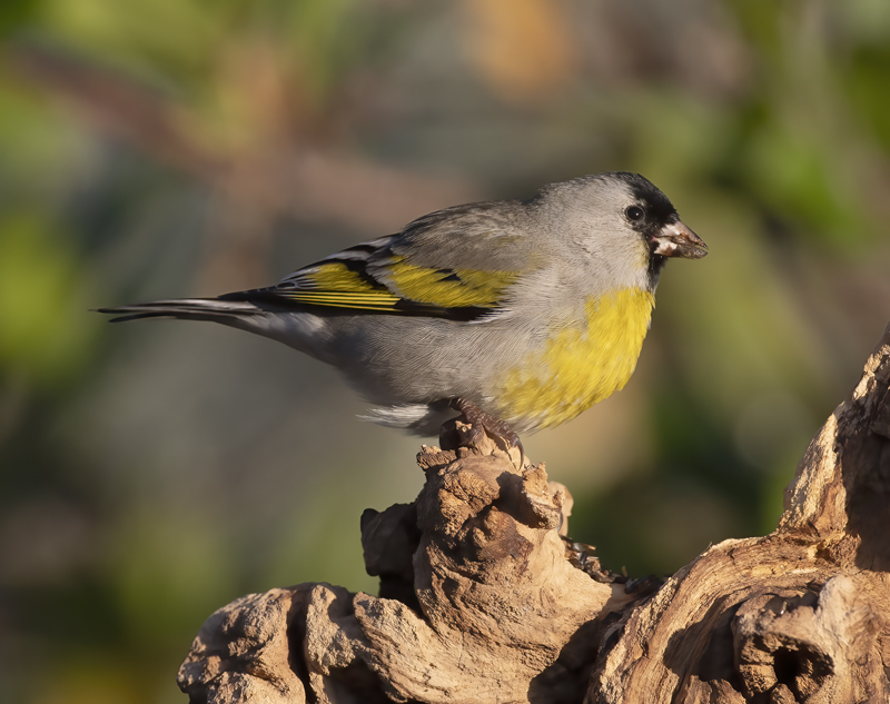 Lawrences_Goldfinch_21_CA_187