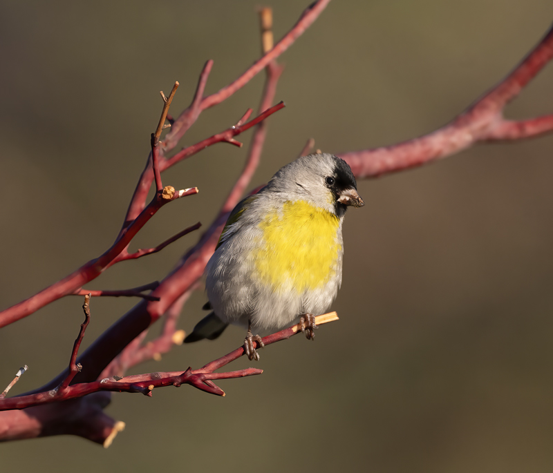 Lawrences_Goldfinch_21_CA_204