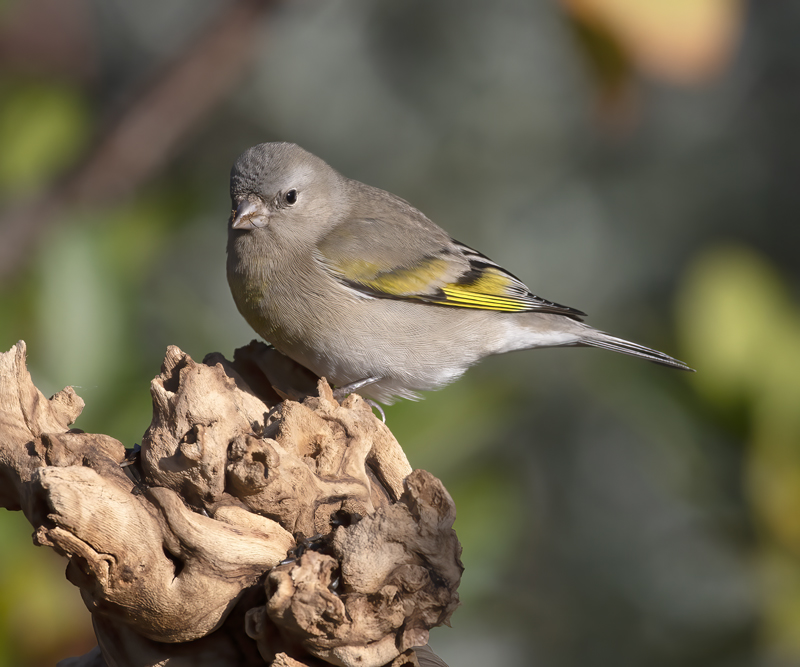 Lawrences_Goldfinch_21_CA_254