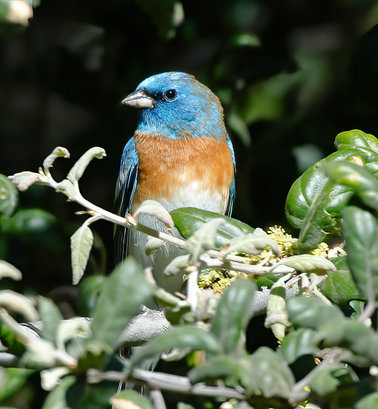 Lazuli_Bunting_14_CA_001