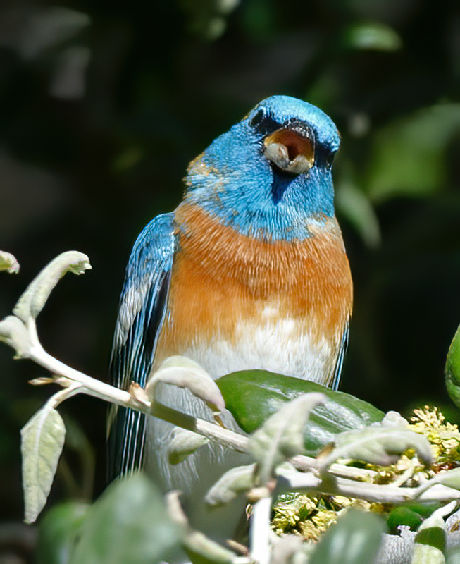 Lazuli_Bunting_14_CA_003